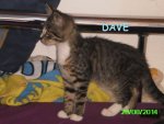 DAVE 004.jpg