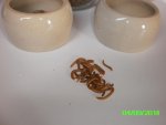 PICT0183.jpg