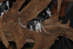 DSC_6149.jpg