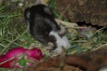 DSC_9009.jpg