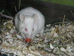 BH-Ratte.jpg