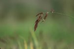 DSC_9268.jpg