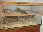 Mice 044.jpg