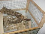 Mice 002.jpg