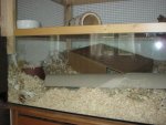 Mice 003.jpg