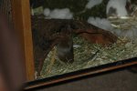 DSC_9671.jpg