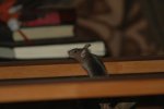 DSC_9772.jpg