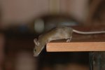 DSC_9786.jpg