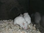 DSCF3735.jpg