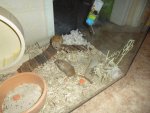 DSC01103.jpg