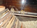 DSC01168.jpg