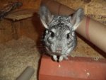 DSC02807.jpg