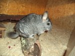 DSC02806.jpg
