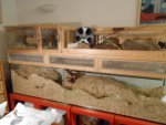 Neue Rennmausfotos 024.jpg