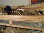 Neue Rennmausfotos 025.jpg