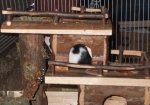 Coco in da House 04.jpg