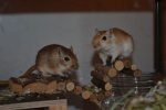Amelie und Waleshi am 18.1.15 4 2.jpg