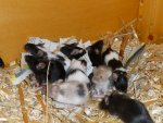 Kuschelhaufen 1.jpg