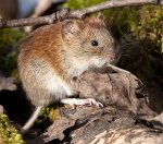 709_8432-Maus.jpg