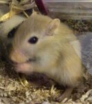 mongolische-Rennmaus-1 (2).jpg