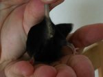 Maus 3 Bild 2.jpg