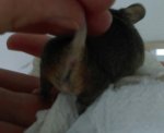Maus 4 Bild 2.jpg