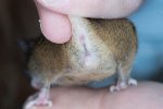 Braune Maus weiß (2).jpg