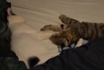 Kater.jpg