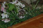 DSC_0447.jpg