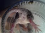 baby uni grau.jpg