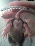 baby knirps.jpg