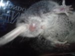 maus 1 (3).jpg