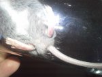 maus 2 (1).jpg