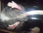 maus 3 (1).jpg
