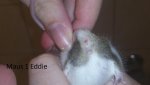 Eddie.jpg