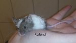Roland2.jpg