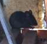 Maus.png