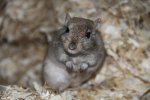 wuestenrennmaus IMG_4812.jpg
