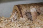 wuestenrennmaus IMG_4815.jpg