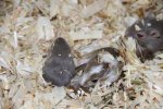 wuestenrennmaus IMG_4820.jpg