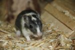 wuestenrennmaus IMG_4827.jpg
