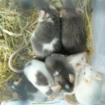 Kuschelgruppe.jpg Kuschelgruppe.jpg