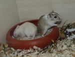 Fridolin&Gustav_30_08_15.jpg