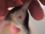 Maus 2b.JPG