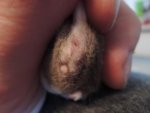 Maus 5.JPG