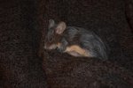 DSC_0009.jpg