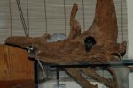 DSC_8166.jpg