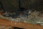 DSC_1452.jpg