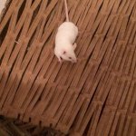 IMG-20160109-WA0000.jpg