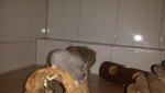 IMG-20160219-WA0029.jpg